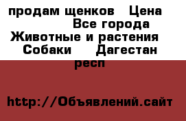 продам щенков › Цена ­ 15 000 - Все города Животные и растения » Собаки   . Дагестан респ.